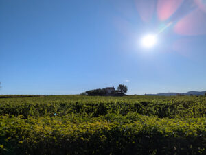 Wein, soweit das Auge reicht