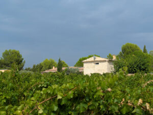 Blick über die Weinfelder