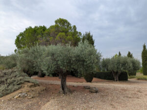 Imposanter Olivenbaum