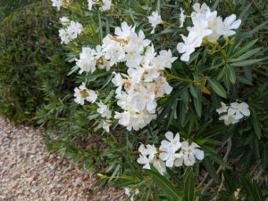 Ist das Oleander?