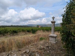 Blick über die Weinfelder