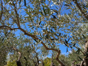 Am Pool - Olivenbaum