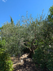 Am Pool - Olivenbaum