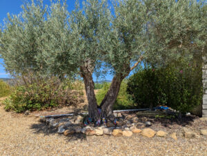 Am Pool - Olivenbaum