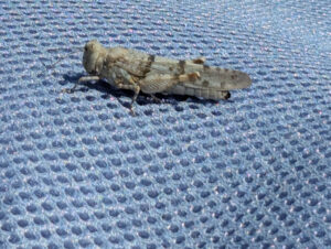 Am Pool - Zikade sonnt sich