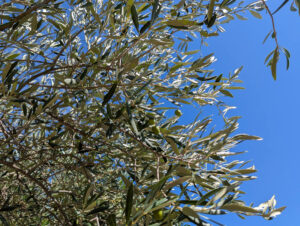 Am Pool - Olivenbaum