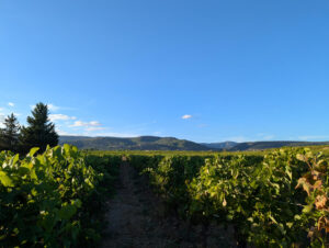 Domaine - Blick zwischen die Weinreben
