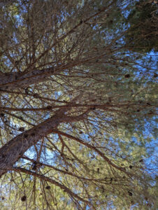 Domaine - Blick hoch in die Pinien