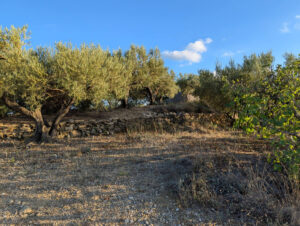 Domaine - Olivenhain am Häuschen