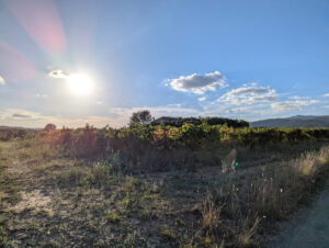 Domaine - Feldweg am Weinfeld