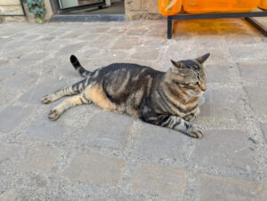 Pèzenaz - der Kater von Pèzenaz