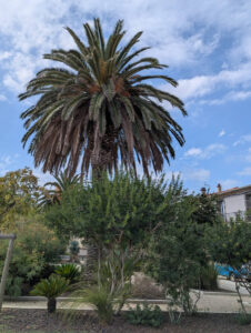 Hafen von Marseillan - Riesenpalme