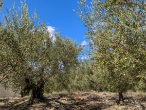 Weinberg-Gütle ... Olivenhain