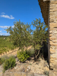 Weinberg-Gütle ... Terrasse mit Blick nach Norden