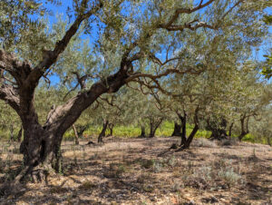 Weinberg-Gütle ... von Oliven begrenzt