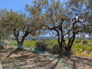 Weinberg-Gütle ... von Oliven begrenzt