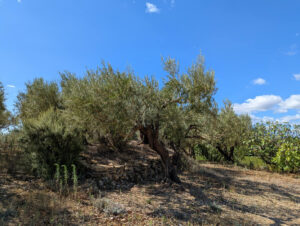 Weinberg-Gütle ... Olivenhain