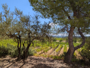 Weinberg-Gütle ... von Oliven begrenzt