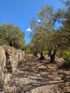 Weinberg-Gütle ... Terrasse mit Olivenbäumen