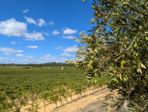 Weinberg-Gütle ... Blick nach Westen