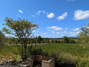 Weinberg-Gütle ... Blick auf unser Grundstück