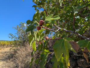 Feigenbaum auf der hauseigenen Obstwiese