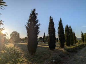 Ferienwohnung Amellou - Baumwiese, die zum Grundstück gehört