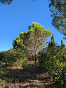 Ferienwohnung Amellou - mächtiger Olivenbaum